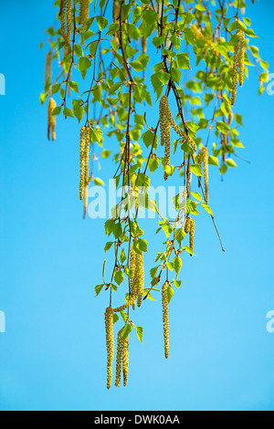 blühende Zweige der Birke im Frühjahr gegen den blauen Himmel Stockfoto