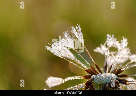 Löwenzahn Blüte mit Tau fällt in der Sonne auf einer Wiese Stockfoto