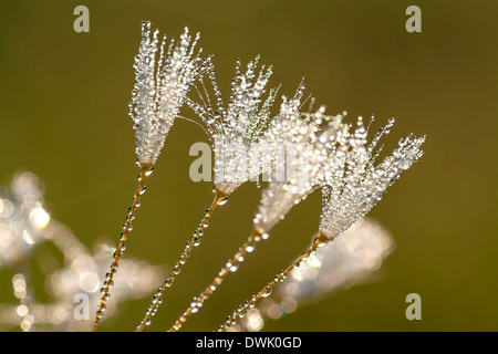 Löwenzahn Blüte mit Tau fällt in der Sonne auf einer Wiese Stockfoto