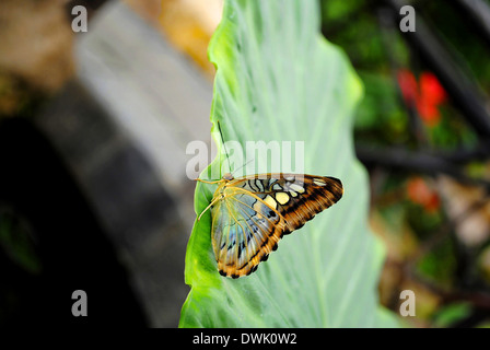 Malaysische blau Clipper Schmetterling lateinische Name Parthenos Sylvia Violacea Stockfoto