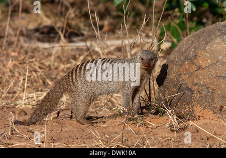 Ein Banded Mungo (Mungos Mungo) im Chobe Nationalpark in Botswana Stockfoto