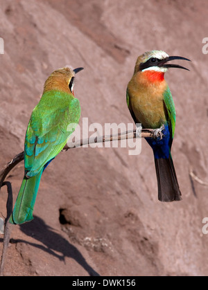 Zwei White-fronted Bienenfresser (Merops Bullockoides) - Botswana Stockfoto