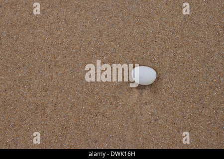 Weißer Stein am Strand Stockfoto