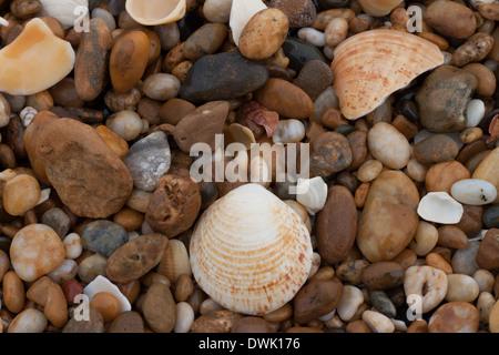 Steinen und Muscheln am Strand Stockfoto