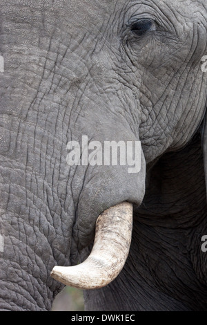 Nahaufnahme des Tusk und des Auges eines afrikanischen Elefanten (Loxodonta Africana) in der Savuti Region von Botswana Stockfoto