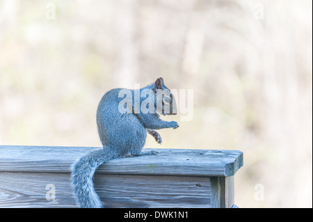 Östliche Grauhörnchen, Sciurus Carolinesis Stockfoto