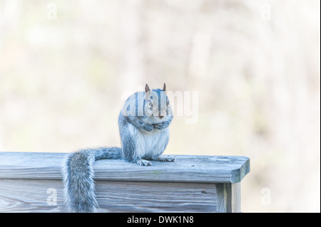 Östliche Grauhörnchen, Sciurus Carolinesis Stockfoto