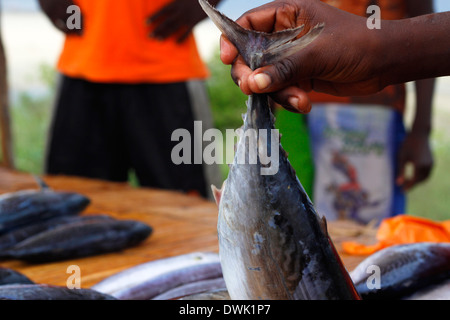 Fischhändler Verkauf frischer Thunfisch auf der Straße Markt in Pemba, Norden Mosambiks. Stockfoto