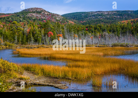 Sumpfgras In Seal Cove Teich auf einer wunderschönen Herbstnachmittag auf Mount Desert Island und Acadia National Park, Maine, USA Stockfoto