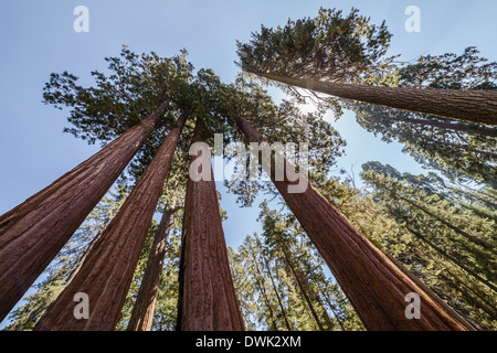 Riesige Bäume im Sequoia National Park Stockfoto