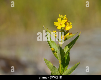 Gilbweiderich (Lysimachia Vulgaris) am See Vänern, Värmlands Län, Värmland, Schweden Stockfoto