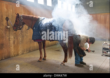 Hufschmied passende Hufeisen, Pferd, Haras du Pin, Normandie, Frankreich Stockfoto