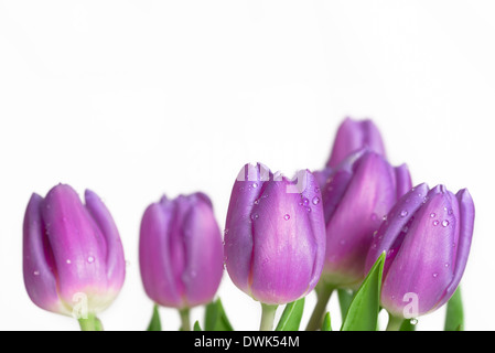 Rand des schönen lila Frühling Tulpen Stockfoto