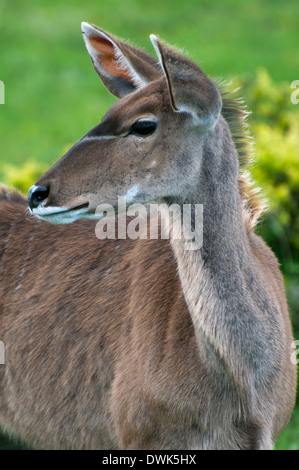 Große Kudu Stockfoto