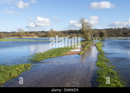 Walker, zu Fuß durch die überfluteten Felder neben dem Fluss Avon in der Nähe von Breamore in Hampshire, England UK Stockfoto