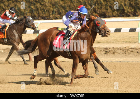 Jamaica, New York, USA. 1. März 2014. Umreifen Bräutigam mit Irad Ortiz, Jr., sind Gewinner in der 39. Tom Fool Handicap für 3 - jährige und up, Los 6 Stadien der inneren Schmutz am Aquädukt Racetrack. Trainer: David Jacobson. Besitzer: Zeichnung entfernt Stall & David Jacobson. Sue Kawczynski/Eclipse/ZUMAPRESS.com/Alamy © Live-Nachrichten Stockfoto