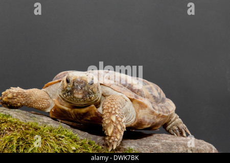 Pfannkuchen-Schildkröte Stockfoto