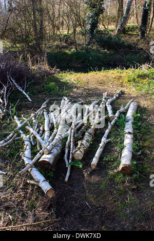 Ein Haufen von Silver Birch Protokolle in Sevenoaks Landschaftspark gestapelt Stockfoto