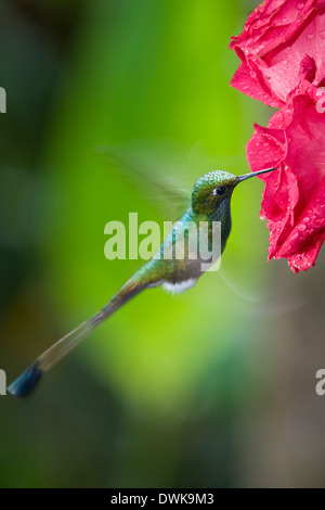 Männliche gebootet Schläger-Tail Kolibri (Grundfarbe Underwoodii) in Mindo Nebelwald am Pichincha im Norden Ecuadors Stockfoto