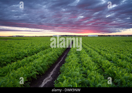 Ein ausgewachsenes Feld Karotten in Holland Sumpf in Bradford West Gwillimbury, Ontario, Kanada. Stockfoto