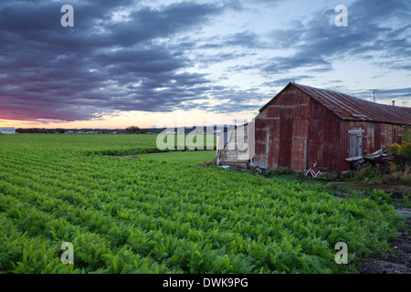 Ein baufälligen Schuppen sitzt neben einem Feld Reife Karotten in Holland Marsh, Bradford West Gwillimbury, Ontario, Kanada. Stockfoto