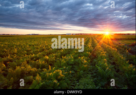Ein ausgewachsenes Feld Karotten in Holland Sumpf bei Sonnenaufgang. Bradford West Gwillimbury, Ontario, Kanada. Stockfoto