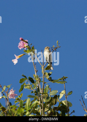 Winzige Palm Warbler auf blühender Baum Stockfoto