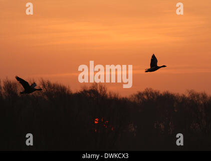 Peterborough, Cambridgeshire, Großbritannien. 10. März 2014.  Eine schöne am frühen Morgen als zwei Gänse ausziehen kurz nach Sonnenaufgang am Ferry Wiesen, Peterborough, Cambridgeshire. Bild: Paul Marriott Fotografie/Alamy Live-Nachrichten Stockfoto