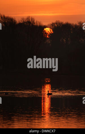 Peterborough, Cambridgeshire, Großbritannien. 10. März 2014.  Eine Gans auf Overton See an einem schönen frühen Morgen kurz nach Sonnenaufgang am Ferry Wiesen, Peterborough, Cambridgeshire. Bild: Paul Marriott Fotografie/Alamy Live-Nachrichten Stockfoto