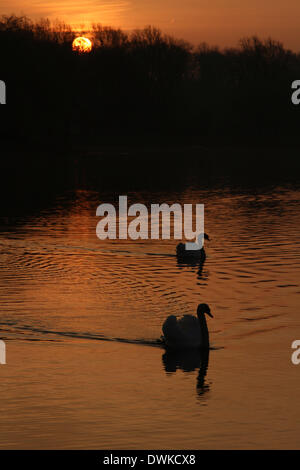 Peterborough, Cambridgeshire, Großbritannien. 10. März 2014.  Eines schönen Morgens kurz nach Sonnenaufgang am Ferry Wiesen, Peterborough, Cambridgeshire, wie in Overton See gebadet ist eine orange Licht silhouetting zwei Schwäne. Bild: Paul Marriott Fotografie/Alamy Live-Nachrichten Stockfoto