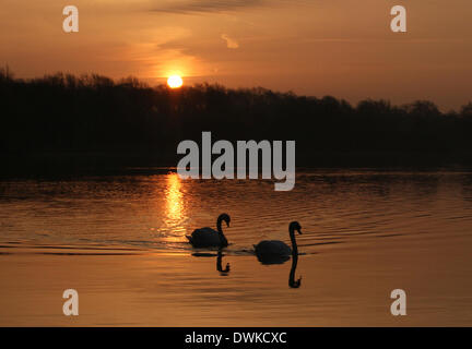 Peterborough, Cambridgeshire, Großbritannien. 10. März 2014.  Eines schönen Morgens kurz nach Sonnenaufgang am Ferry Wiesen, Peterborough, Cambridgeshire, wie in Overton See gebadet ist eine orange Licht silhouetting zwei Schwäne. Bild: Paul Marriott Fotografie/Alamy Live-Nachrichten Stockfoto