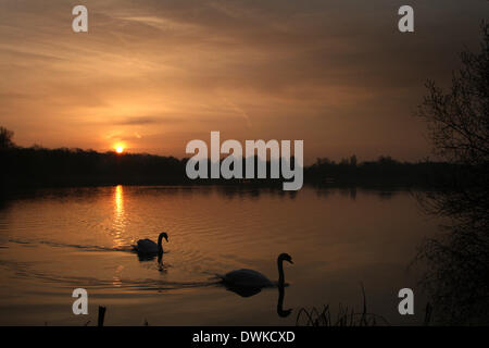 Peterborough, Cambridgeshire, Großbritannien. 10. März 2014.  Eines schönen Morgens kurz nach Sonnenaufgang am Ferry Wiesen, Peterborough, Cambridgeshire, wie in Overton See gebadet ist eine orange Licht silhouetting zwei Schwäne. Bild: Paul Marriott Fotografie/Alamy Live-Nachrichten Stockfoto