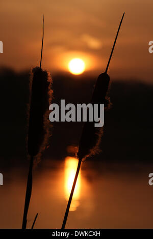 Peterborough, Cambridgeshire, Großbritannien. 10. März 2014.  Eine schöne morgens kurz nach Sonnenaufgang am Ferry Wiesen, wird Peterborough, Cambridgeshire, als Overton See gebadet in einem orangefarbenen Licht silhouetting Reedmace. Bild: Paul Marriott Fotografie/Alamy Live-Nachrichten Stockfoto