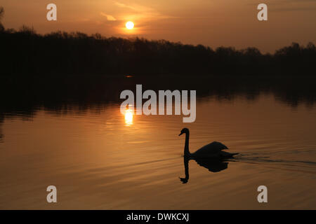 Peterborough, Cambridgeshire, Großbritannien. 10. März 2014.  Eine schöne morgens kurz nach Sonnenaufgang am Ferry Wiesen, wird Peterborough, Cambridgeshire, als Overton See gebadet in ein orangefarbenes Licht erfüllten einen Schwan. Bild: Paul Marriott Fotografie/Alamy Live-Nachrichten Stockfoto