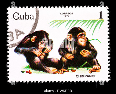 Briefmarke aus Kuba mit jungen Schimpansen. Stockfoto