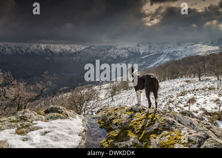 Ein Border-Collie Hund stehend auf einem Felsvorsprung und Blick auf die schneebedeckten Berge in der Ferne Stockfoto