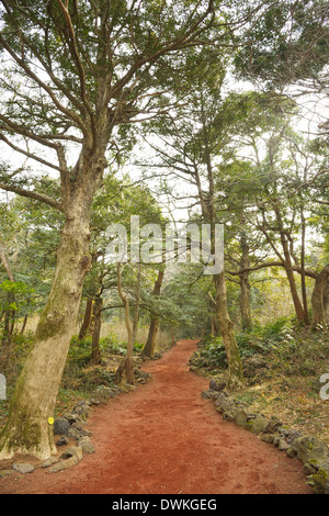 Muskatnuss Waldpark in Jeju Insel, genannt Bijarim in Koreanisch Stockfoto