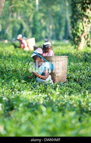 Weibliche Teepflückerinnen mit Korb auf Stirnband arbeiten in Teeplantage, Jorhat District, Assam, Indien, Asien Stockfoto