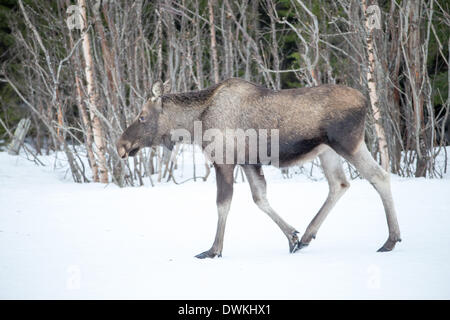 Elch Kuh im Winter, Alces Alces Stockfoto