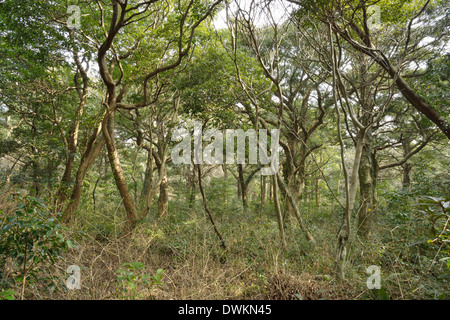 Muskatnuss Waldpark in Jeju Insel, genannt Bijarim in Koreanisch Stockfoto