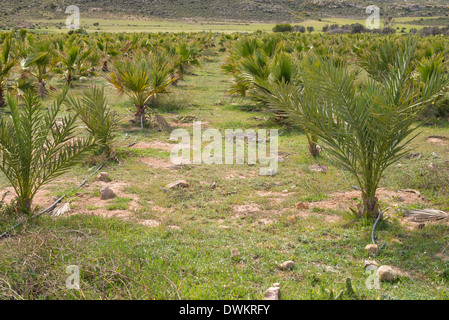 Baby-Palmen in Reihe auf einer Plantage Stockfoto