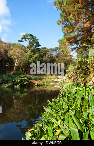 Trebah Gardens in der Nähe von Mawnan Smith in Cornwall, Großbritannien Stockfoto