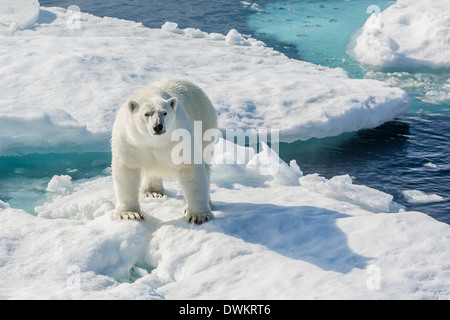 Neugierig Eisbär (Ursus Maritimus), Cumberland Halbinsel, Baffininsel, Nunavut, Kanada, Nordamerika Stockfoto