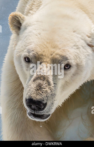 Erwachsenen Eisbär (Ursus Maritimus) Nahaufnahme Kopf Detail, Cumberland Halbinsel, Baffininsel, Nunavut, Kanada, Nordamerika Stockfoto