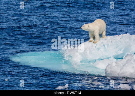 Erwachsenen Eisbär (Ursus Maritimus) auf kleine Eisscholle, Cumberland Halbinsel, Baffininsel, Nunavut, Kanada, Nordamerika Stockfoto