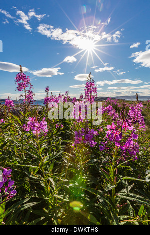 Weidenröschen (Fluss Schönheit Weidenröschen) Zwerg (Chamerion Latifolium), Hebron, Labrador, Kanada, Nordamerika Stockfoto