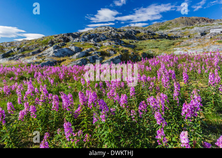 Weidenröschen (Fluss Schönheit Weidenröschen) Zwerg (Chamerion Latifolium), Hebron, Labrador, Kanada, Nordamerika Stockfoto