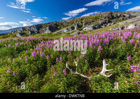 Weidenröschen (Fluss Schönheit Weidenröschen) Zwerg (Chamerion Latifolium), mit Caribou Geweih in Hebron, Labrador, Kanada, Nordamerika Stockfoto