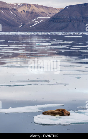 Erwachsenen Walross (Odobenus Rosmarus) auf Eisscholle in Maxwell Bay, Devon-Insel, Nunavut, Kanada, Nordamerika Stockfoto