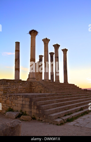 Ausgegrabenen römischen Stadt Volubilis, UNESCO World Heritage Site, Marokko, Nordafrika, Südafrika Stockfoto